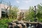 Lincoln Park Zoo Regenstein Center for African Apes
