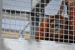 orangutan holding facility