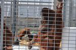 orangutan holding facility